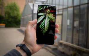 Cannabis Influencer Cannabis Influencer